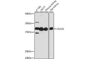 Western blot analysis of extracts of various cell lines, using UNC50 antibody (ABIN7271217) at 1:1000 dilution. (UNC50 抗体  (AA 1-100))