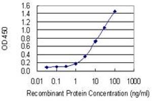 Detection limit for recombinant GST tagged CCRN4L is 0. (CCRN4L 抗体  (AA 64-152))