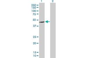 Western Blot analysis of C16orf70 expression in transfected 293T cell line by C16orf70 MaxPab polyclonal antibody. (C16orf70 抗体  (AA 1-422))