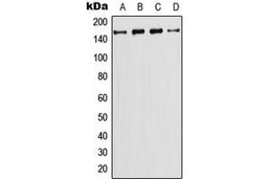 Western Blotting (WB) image for anti-Phosphatidylinositol-4-Phosphate 3-Kinase, Catalytic Subunit Type 2 gamma (PIK3C2G) (N-Term) antibody (ABIN7296592)