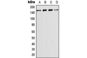 Western blot analysis of PI3K C2 gamma expression in CEM (A), HeLa (B), NIH3T3 (C), PC12 (D) whole cell lysates. (PIK3C2G 抗体  (N-Term))