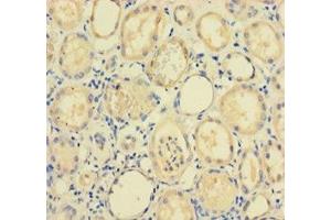 Immunohistochemistry of paraffin-embedded human kidney tissue using ABIN7168126 at dilution of 1:100 (RPP29 抗体  (AA 1-220))