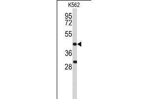 Western blot analysis of DFFA Antibody (C-term) (ABIN653234 and ABIN2842766) in K562 cell line lysates (35 μg/lane). (DFFA 抗体  (C-Term))
