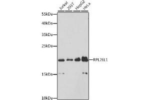 Western blot analysis of extracts of various cell lines, using RPL26L1 antibody (ABIN6133138, ABIN6147124, ABIN6147126 and ABIN6224922) at 1:3000 dilution. (RPL26L1 抗体  (AA 1-145))