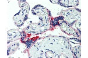 Anti-HAS3 antibody IHC staining of human placenta. (HAS3 抗体  (AA 137-164))