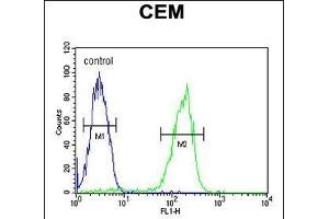 P1S Antibody (Center) (ABIN651956 and ABIN2840474) flow cytometric analysis of CEM cells (right histogram) compared to a negative control cell (left histogram). (MAP1S 抗体  (AA 493-520))