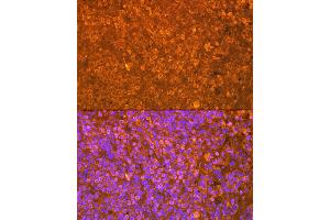 Immunofluorescence (IF) image for anti-Interleukin-27 subunit beta (IL-27b) antibody (ABIN7268011)