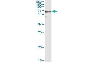 GFPT2 MaxPab rabbit polyclonal antibody. (GFPT2 抗体  (AA 1-682))