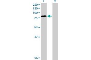 Western Blot analysis of PDIA4 expression in transfected 293T cell line by PDIA4 MaxPab polyclonal antibody. (PDIA4 抗体  (AA 1-645))
