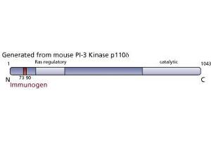 Image no. 3 for anti-Phosphoinositide-3-Kinase, Catalytic, delta Polypeptide (PIK3CD) (AA 73-90) antibody (ABIN968316) (PIK3CD 抗体  (AA 73-90))