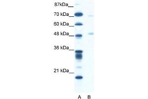 WB Suggested Anti-PNLIP Antibody Titration:  1. (PNLIP 抗体  (C-Term))