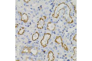 Immunohistochemistry of paraffin-embedded mouse kidney using STX1A antibody (ABIN5995405) (40x lens). (STX1A 抗体)