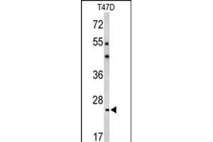 Western blot analysis of BCL2A1 Antibody (Center) (ABIN650621 and ABIN2846125) in T47D cell line lysates (35 μg/lane). (BCL2A1 抗体  (AA 53-81))