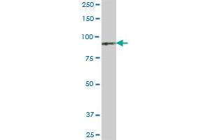 KIAA0251 MaxPab polyclonal antibody. (PDXDC1 抗体  (AA 1-788))
