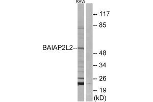 Western Blotting (WB) image for anti-BAI1-Associated Protein 2-Like 2 (BAIAP2L2) (Internal Region) antibody (ABIN1850941) (BAIAP2L2 抗体  (Internal Region))
