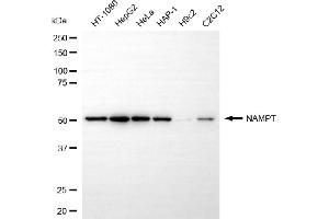 Western blotting analysis using NAMPT antibody (ABIN7799595). (Recombinant NAMPT 抗体)