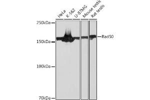 Western blot analysis of extracts of various cell lines, using Rad50 Rabbit mAb (ABIN7269826) at 1:1000 dilution. (RAD50 抗体)