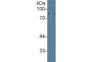 Western Blotting (WB) image for anti-Amiloride Binding Protein 1 (Amine Oxidase (Copper-Containing)) (ABP1) (AA 27-113) antibody (ABIN7432328)
