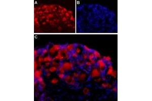 Expression of NLGN2 in rat DRG - Immunohistochemical staining of adult rat dorsal root ganglion (DRG) using Anti-Neuroligin 2 (extracellular) Antibody (ABIN7043362, ABIN7044682 and ABIN7044683) followed by goat anti-rabbit-AlexaFluor-594 secondary antibody. (Neuroligin 2 抗体  (Extracellular, N-Term))