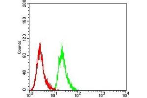 Flow cytometric analysis of Hela cells using MDM2 mouse mAb (green) and negative control (red). (MDM2 抗体  (AA 26-169))