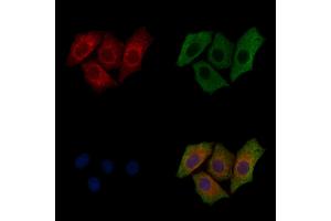 ABIN6256615 and ABIN6267332 staining HepG2 cells(30 min of 4uM Forskolin treatment) by IF/ICC.