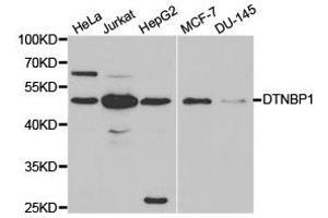 Western Blotting (WB) image for anti-Dystrobrevin Binding Protein 1 (DTNBP1) antibody (ABIN1872369) (DTNBP1 抗体)
