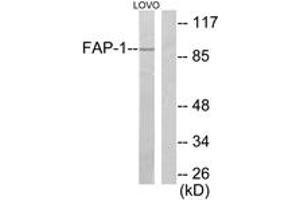 Western blot analysis of extracts from LOVO cells, using FAP-1 Antibody. (FAP 抗体  (AA 331-380))