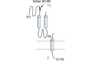 Representative domain view of the target of ABIN7043017.