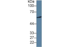 Western Blot; Sample: Human A549 cell lysate; Primary Ab: 3µg/ml Mouse Anti-Human ICA1 Antibody Second Ab: 0. (ICA1 抗体  (AA 1-258))