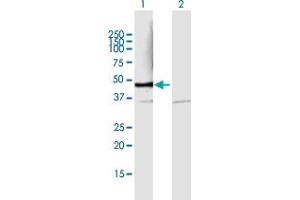 Western Blot analysis of PSMD6 expression in transfected 293T cell line by PSMD6 MaxPab polyclonal antibody. (PSMD6 抗体  (AA 1-389))
