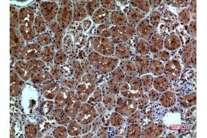 Immunohistochemistry (IHC) analysis of paraffin-embedded Human Kidney, antibody was diluted at 1:100. (Neuropilin 1 抗体  (Internal Region))