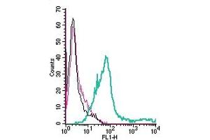Cell surface detection of PAFR by direct flow cytometry in live intact human  megakaryoblastic leukemia cells: + Rabbit IgG isotype control-FITC. (PTAFR 抗体  (Extracellular) (FITC))