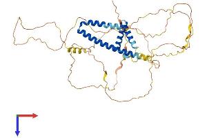 PPHLN1 Protein (AA 1-458) (His tag)