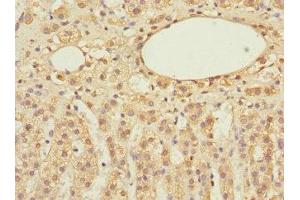 Immunohistochemistry of paraffin-embedded human adrenal gland tissue using ABIN7152155 at dilution of 1:100 (EIF3F 抗体  (AA 88-357))