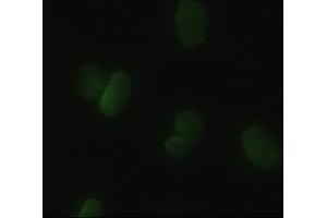 Anti-HHex mouse monoclonal antibody (ABIN2452344) immunofluorescent staining of HeLa cells transiently transfected by pCMV6-ENTRY HHex (RC204815) (HHEX 抗体  (AA 100-270))
