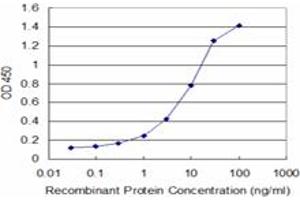 Detection limit for recombinant GST tagged XBP1 is approximately 0. (XBP1 抗体  (AA 123-225))