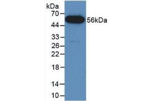 anti-Fusion (FUS) (AA 3-267) antibody