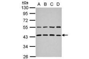 Image no. 1 for anti-Zinc Finger, FYVE Domain Containing 27 (ZFYVE27) (AA 166-411) antibody (ABIN1501822) (ZFYVE27 抗体  (AA 166-411))