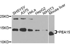 Western blot analysis of extracts of various cells, using PEA15 antibody. (PEA15 抗体)
