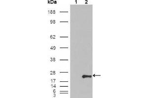 Western Blot showing GSTP1 antibody used against HEK293T cells transfected with the pCMV6-ENTRY control (1) and pCMV6-ENTRY GSTP1 cDNA (2). (GSTP1 抗体)