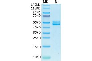 Biotinylated CD3E&CD3G on Tris-Bis PAGE under reduced condition.