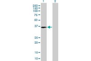 Western Blot analysis of PTGER3 expression in transfected 293T cell line by PTGER3 MaxPab polyclonal antibody. (PTGER3 抗体  (AA 1-388))