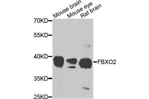 Western blot analysis of extracts of various cells, using FBXO2 antibody. (FBXO2 抗体)