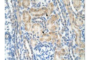 Image no. 1 for anti-Neuronal Cell Adhesion Molecule (NRCAM) (AA 251-300) antibody (ABIN320896) (NrCAM 抗体  (AA 251-300))