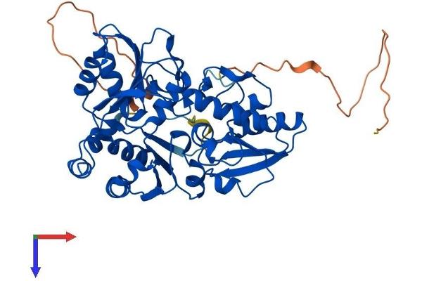 DPH1 Protein (AA 1-438) (His tag)