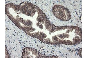 Image no. 1 for anti-Pyridoxamine 5'-Phosphate Oxidase (PNPO) antibody (ABIN1500318) (PNPO 抗体)