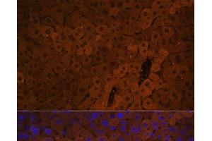 Immunofluorescence analysis of Mouse liver using UGT1A1 Polyclonal Antibody at dilution of 1:100. (UGT1A1 抗体)