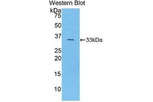 Western Blotting (WB) image for anti-Collagen, Type I, alpha 1 (COL1A1) (AA 1225-1453) antibody (ABIN7431647)