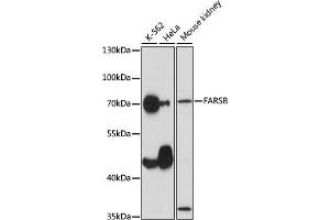 Western blot analysis of extracts of various cell lines, using FARSB antibody (ABIN7269267) at 1:1000 dilution. (FARSB 抗体  (AA 240-589))