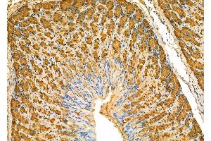 ABIN6266376 and ABIN6277340 at 1/100 staining Mouse stomach tissue by IHC-P. (PGC 抗体  (Internal Region))